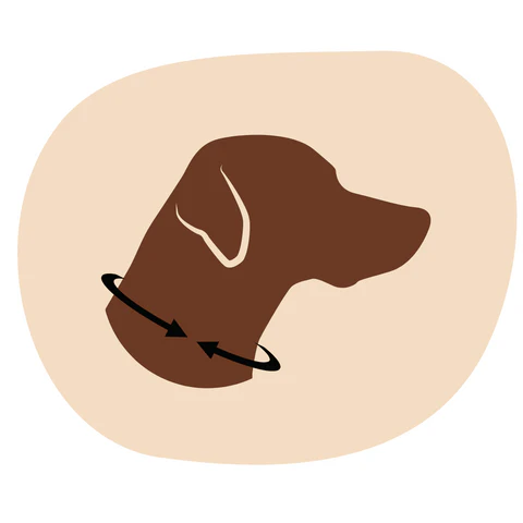 Schéma : comment mesurer le tour de cou de son chien